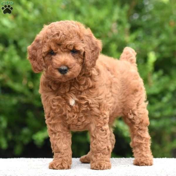 Michelle, Mini Goldendoodle Puppy